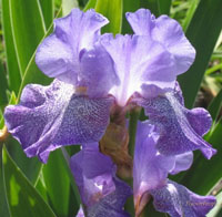blue iris